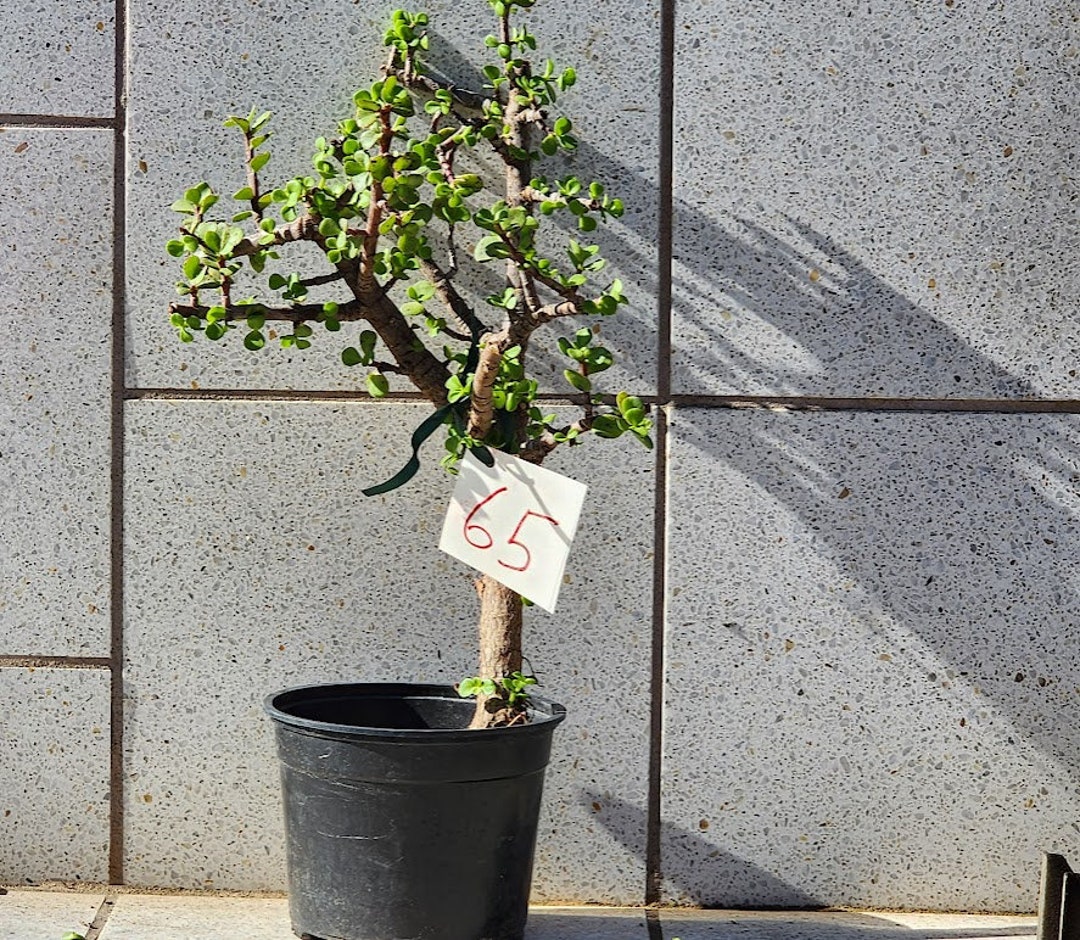 Jade Tree 20 Prebonsai Elephant Bush Succulent Plant Etsy