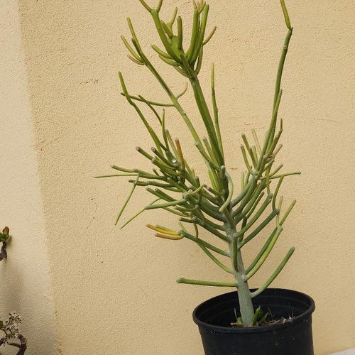 succulent with round leaves 2'' Haworthia Pygmaea Round Leaves Variegated, Rare Live Succulent Pla –  cocosucculent