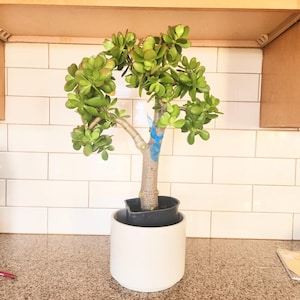 Jade Tree Succulent Crassula Ovata | Live Bare Root Patio Plant | Eco Friendly Decor | Easy Care Houseplant Indoor Outdoor