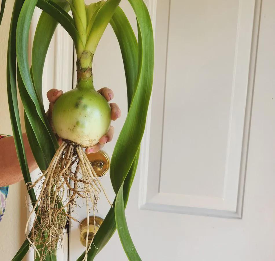 Rare Sea Onion, Pregnant Onion, Ornithogalum Caudatum, Unusual Bulb  Succulent, Indoor Houseplant - Etsy
