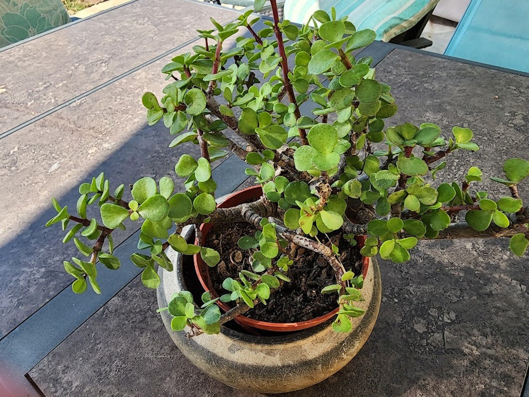 Jade Pre Bonsai Elephant Bush Live Succulent Plant Diy Etsy