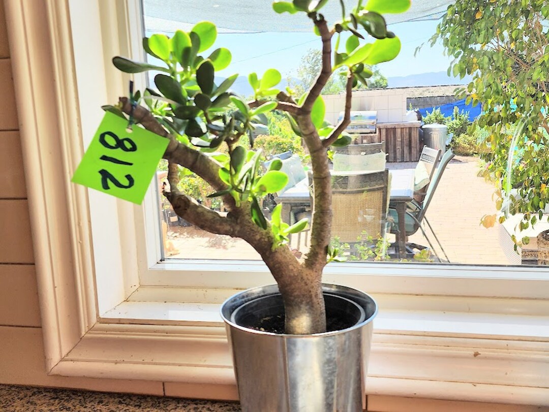 Jade Pre Bonsai Tree 20 Crassula Ovata Et's Fingers Hobbit Jade Succulent Plant Feng Shui Etsy