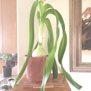 Pregnant Onion Bulb, Sea Onion Succulent, Rare Ornithogalum, Ships Bare Root or Potted