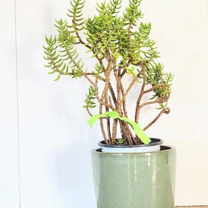 Pine Jade Crassula Tetragona, Bare Root Succulent, Pet Safe Easy-Care Plant, Rare Indoor Houseplant, Lucky Feng Shui Jade