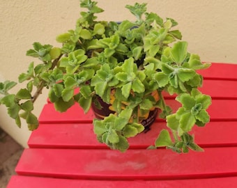 Vicks Plant Cuttings: Natural Bug Repellent, Aromatic Cough Relief Herb