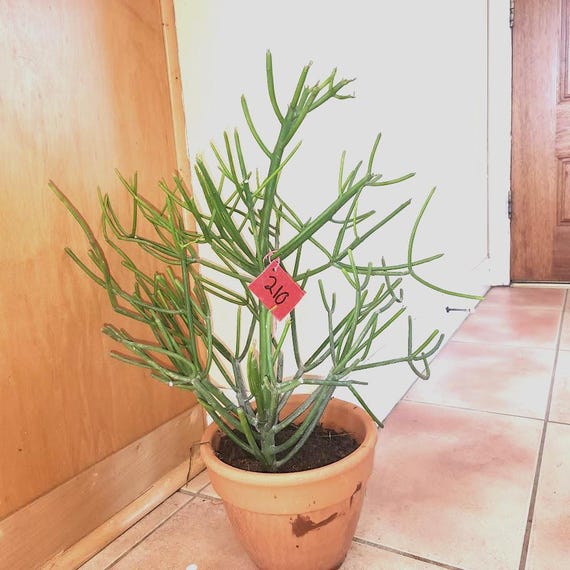 Pencil Cactus (euphorbia Tirucalli): Firestick Plant, Easy-care Succulent -  Etsy