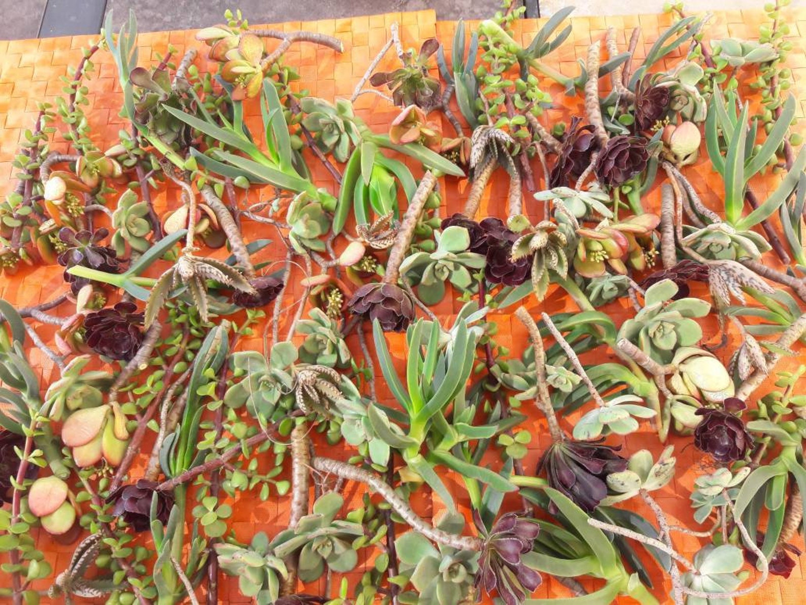 275 succulent wholesale colorful cuttings/clippings diy | Etsy