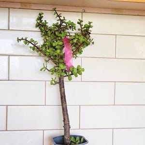Large Jade Tree Elephant Bush in Pot, Air Purifier Plant, Portulacaria Afra, Indoor Outdoor Succulent, Office Desk Gift, Easy Care