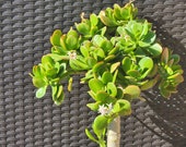 Jade Tree 25 Crassula Ovata Money Succulent live succulent Gift Feng Shui