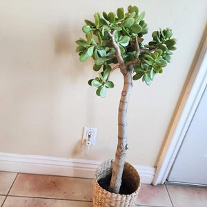 May include: A jade plant with vibrant green leaves and a thick, textured trunk. The plant is potted in a woven basket, set against a neutral wall and a white door. The plant's leaves are a bright green color.