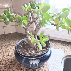 Jade Tree 10–14” | Live Crassula Ovata Bare Root | Indoor Outdoor Succulent | Money Plant | Lucky Jade Tree