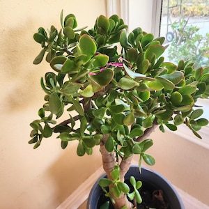 Large Jade Plant Crassula Ovata Live Succulent Tree Houseplant