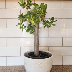 Jade Plant - Crassula Ovata Succulent houseplant pot soil