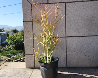 Firesticks Cactus, Euphorbia Tirucalli, Live Succulent, Bare Root Plant, Easy Care, Drought Tolerant, Indoor Outdoor, Garden Succulent