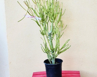 Pencil Cactus Plant - Euphorbia Tirucalli - Firestick Succulent - Indoor - Outdoor Plant - Drought Tolerant Bare Root
