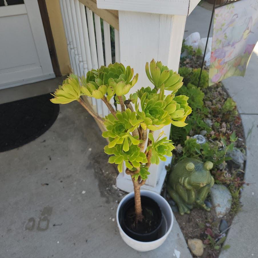 pot succulents Emerson Succulent Planter main image 1