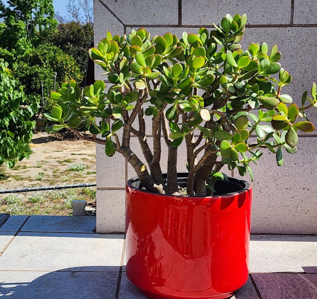 Jade Tree Large Crassula Ovata Succulent Plant DIY Live Succulent Etsy