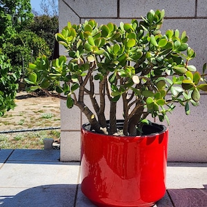 Jade Plant Crassula Ovata | 15&quot;-20&quot; Bare Root | Easy-Care Indoor-Outdoor Succulent | Money Plant Gift | Eco Friendly Bonsai