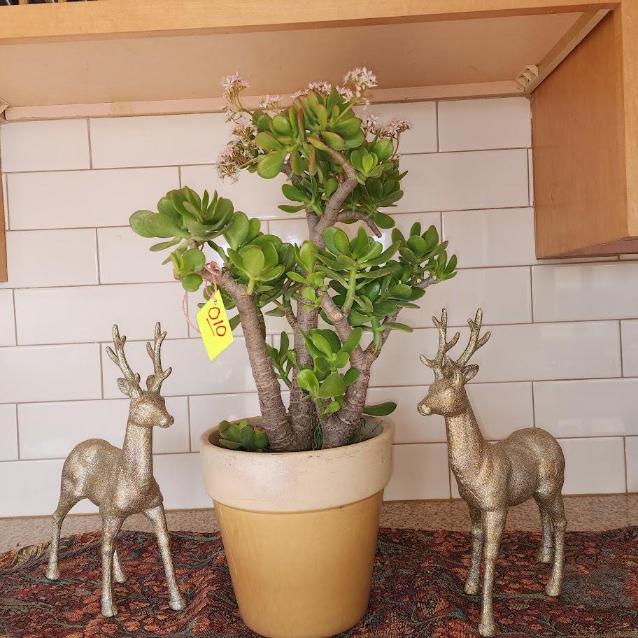 Jade Plant Crassula Ovata: Lucky Money Tree, Easy-care Succulent - Etsy