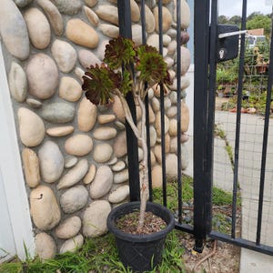 Aeonium Tree Purple Rose Succulent house plant bare root