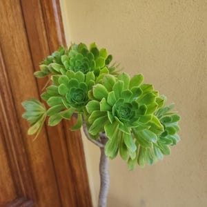 Aeonium Arboreum Irish Rose, Large Green Rosette Succulent, Easy-Care Indoor-Outdoor Plant, Rare Live Garden Gift, Bare Root