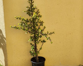 Jade live tree 30"  Portalacaria Afrat plant soil pot