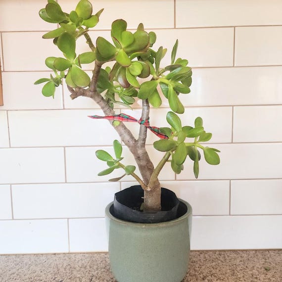 Live Jade Plant: Crassula Ovata Succulent - Easy Care Bonsai - Etsy