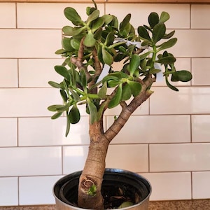 May include: A jade plant with thick, fleshy, oval-shaped green leaves and a woody, textured brown trunk. The plant is potted in a simple, dark-colored container. Several small white plastic ties are visible among the branches of the plant.