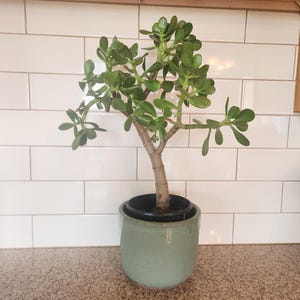 Jade Tree | Crassula Ovata Succulent | Live Heirloom Plant | Eco Friendly Bare Root | Indoor Wellness Plant Air Purifier