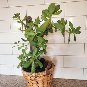 Jade Crassula Ovata Succulent | Easy Care Bare Root Plant | Indoor Outdoor Gift | Live Heirloom Houseplant