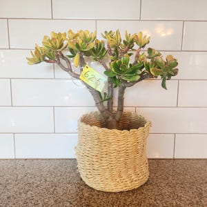 Jade Gollum Shrek Ears Succulent Plant, Crassula Ovata, Bare Root Houseplant, Yellow Variegated Leaves, Indoor-Outdoor Easy-Care Gift Office