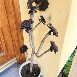 Black Rose Tree Aeonium Arboreum Zwartkopf | Dark Gothic Succulent | Bare Root Live Plant | Unique Easy Care Houseplant Gift Soil Pot