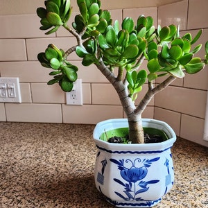 May include: A jade plant with thick, fleshy green leaves and a woody stem, potted in a white ceramic planter with a blue floral pattern. The planter has an octagonal shape and features blue painted botanical motifs on its exterior surface.