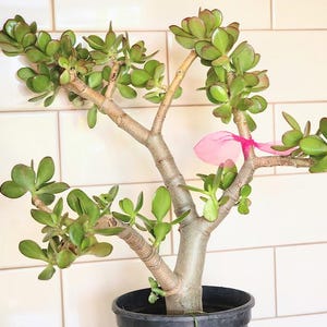 Jade Tree | Crassula Ovata Succulent | Live Heirloom Plant | Eco Friendly Bare Root | Indoor Wellness Plant Air Purifier