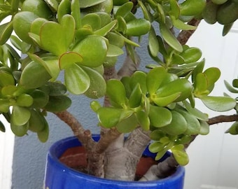 Jade Plant Crassula Ovata Succulent Live Bonsai Bare Root Easy Care Indoor Outdoor Feng Shui Gift Houseplant Garden Grown