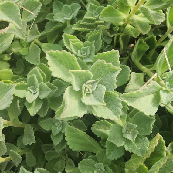 Coleus Canina Scaredy Cat Plant Cuttings: Natural Pest Repellent - Etsy  Israel