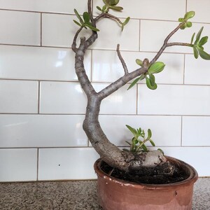 ficus benjamina natasja bonsai Large Indoor Ficus Bonsai (FI011) – Ecotone Bonsai main image 0