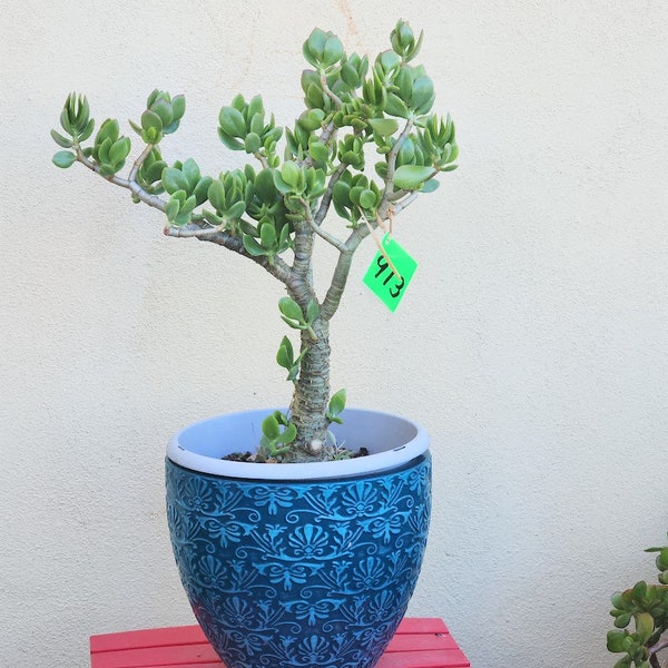 Jade Live 30" ripple Crassula Ovata Succulent Plant
