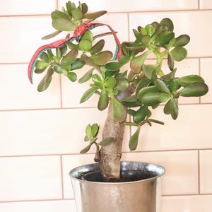 Jade Tree | Live Crassula Ovata Bare Root | Indoor Outdoor Succulent | Money Plant | Lucky Jade Tree