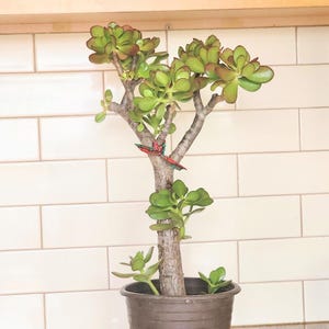 Arbre de jade | Crassula ovata succulente | Plante patrimoniale vivante | Racines nues écologiques | Purificateur d&#39;air intérieur bien-être pour plante