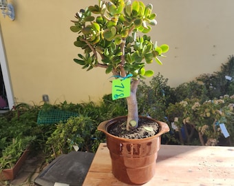 Jade Tree  Crassula ovata Friendship Succulent Plant DIY Live Jade Feng Shui