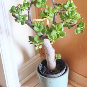Jade Plant Crassula Ovata 30&quot;–40” | One-of-a-Kind | Bare Root or Potted | Housewarming Gift | Office Gift | Birthday Gift