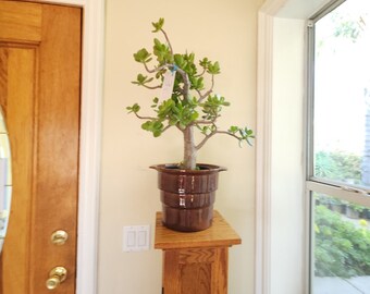 Jade Tree Cork Bark Crassula Ovata Live Succulent Feng Shui