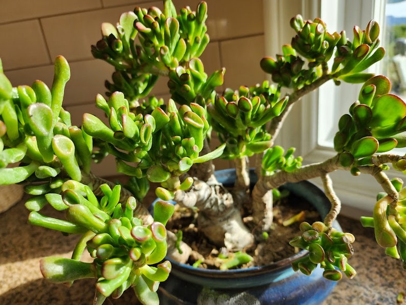 Jade Gollum/ ET Fingers / Shrek Ears/ Pre Bonsai Succulent Plant Diy Succulent image 2