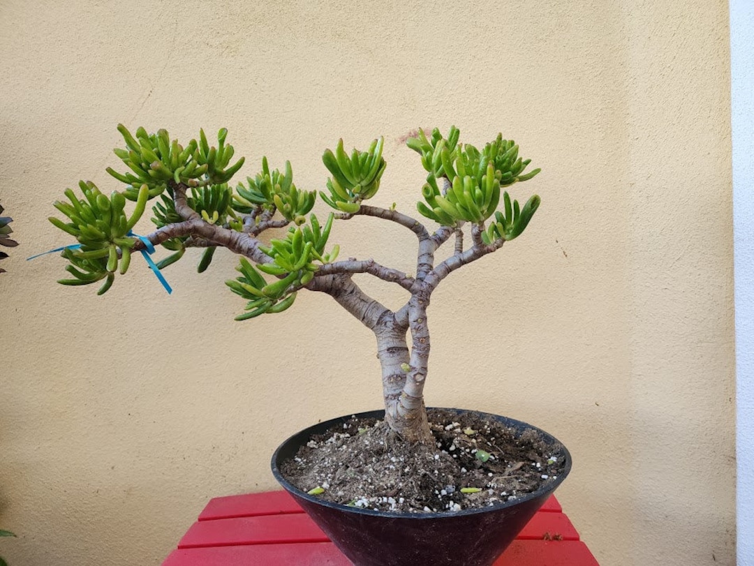 Bonsai Hobbit Jade 'gollum' Crassula Ovata Et's Fingers Jade Succulent Plant Feng Shui Indoor