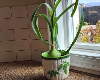 Pregnant Onion Sea Onion plant soil pot Mothers Day gift