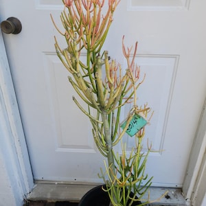 May include: A tall, slender plant with multiple stems and branches, featuring a mix of green, yellow, and reddish-orange hues. The plant is in a black pot and has a small green tag attached. The plant is positioned in front of a white door.