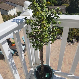 May include: A potted jade plant with a thick trunk and many branches, growing in a blue pot on a white wooden railing. The plant is in a sunny location, with a brick patio visible in the background.