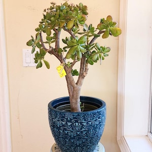 Extra Large Jade Plant Crassula Ovata Live Succulent Easy Care Houseplant Feng Shui Gift Indoor Outdoor Bonsai Bare Root Garden Plant