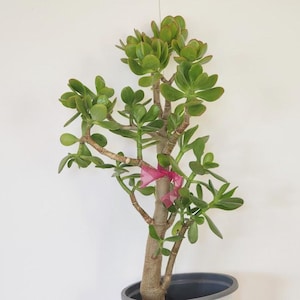 Jade Plant – Crassula ovata – Large or Small – Easy Care Succulent – Indoor Outdoor – Air Purifier – Eco-Friendly Gift – Bare Root